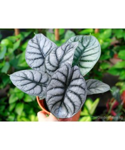 Alocasia Baginda ‘Silver Dragon’ / Dragon Scale
