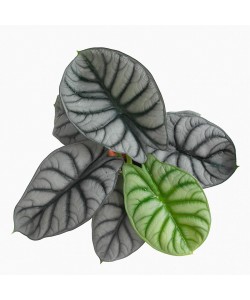 Alocasia Baginda ‘Silver Dragon’ / Dragon Scale