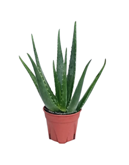 Aloe Vera Potted Plant