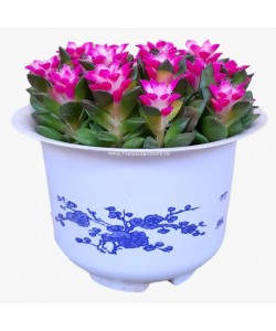 Anacampseros rufescens ‘Sunrise'