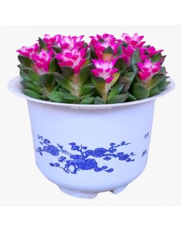 Anacampseros rufescens ‘Sunrise'