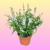 Angelonia 天使花 Potted Plant