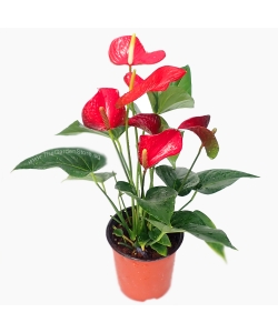 Anthurium Potted