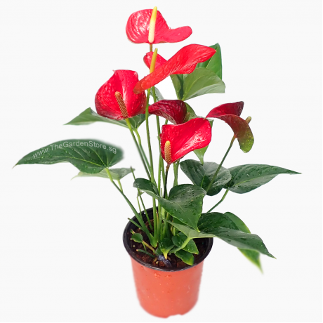 Anthurium Potted