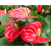 Anthurium Potted