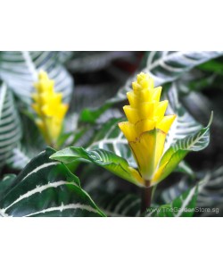 Aphelandra squarrosa Zebra Plant