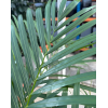 Areca Palm (Dypsis lutescens) 100–120cm | Yellow Palm Indoor Plant