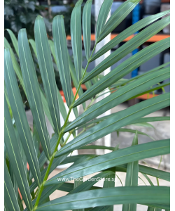 Areca Palm (Dypsis lutescens) 100–120cm | Yellow Palm Indoor Plant