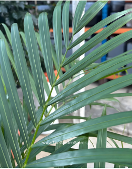 Areca Palm (Dypsis lutescens) 100–120cm | Yellow Palm Indoor Plant