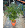 Areca Palm (Dypsis lutescens) 100–120cm | Yellow Palm Indoor Plant