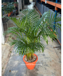 Areca Palm (Dypsis lutescens) 100–120cm | Yellow Palm Indoor Plant