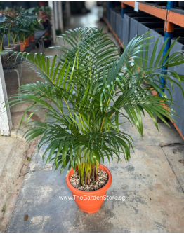 Areca Palm (Dypsis lutescens) 100–120cm | Yellow Palm Indoor Plant