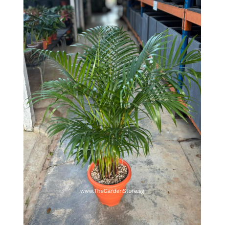 Areca Palm (Dypsis lutescens) 100–120cm | Yellow Palm Indoor Plant