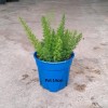 Asparagus Foxtail Fern Potted Plant