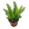 Asparagus Foxtail Fern Potted Plant