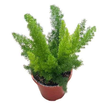 Asparagus Foxtail Fern Potted Plant