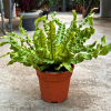 Asplenium Crispy Wave Fern