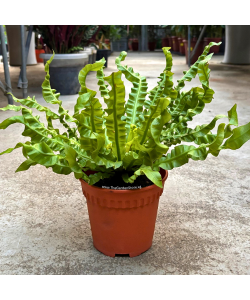 Asplenium Crispy Wave Fern