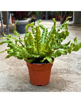 Asplenium Crispy Wave Fern