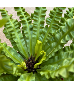 Asplenium Crispy Wave Fern