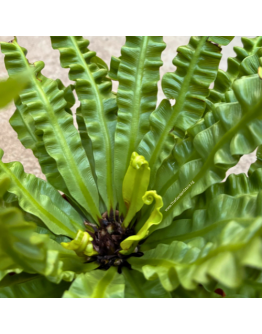Asplenium Crispy Wave Fern