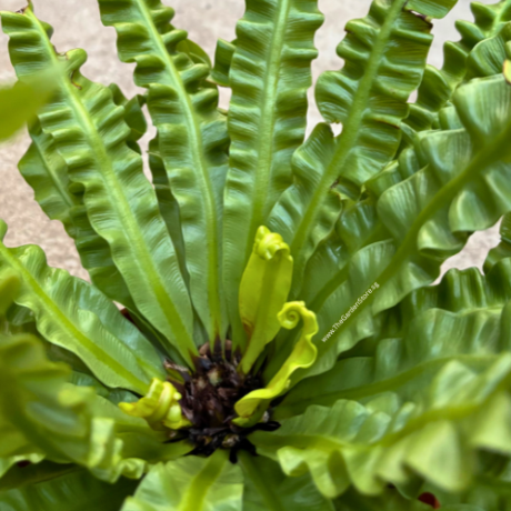 Asplenium Crispy Wave Fern