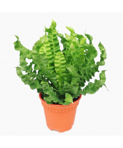 Asplenium Crispy Wave Fern