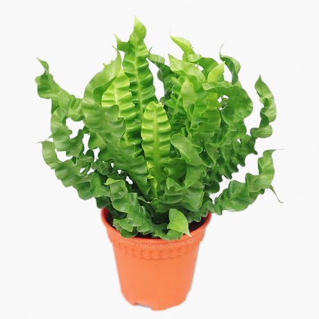 Asplenium Crispy Wave Fern