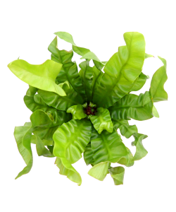 Asplenium Crispy Wave Fern