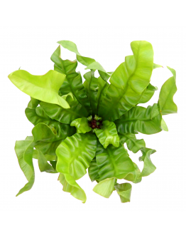 Asplenium Crispy Wave Fern