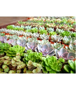 Assorted Mini Succulents