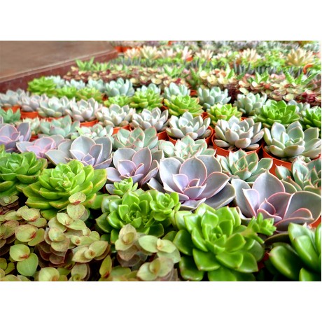 Assorted Mini Succulents 