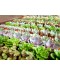 Assorted Mini Succulents