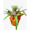 Auspicious Pineapple 旺梨 Potted in golden wrap