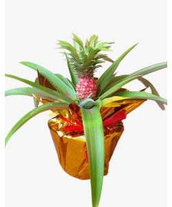 Auspicious Pineapple 旺梨 Potted in golden wrap