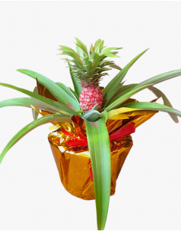 Auspicious Pineapple 旺梨 Potted in golden wrap