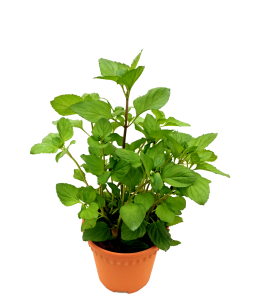 Australia Mint Plant