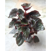 Begonia ‘Burning Bush'