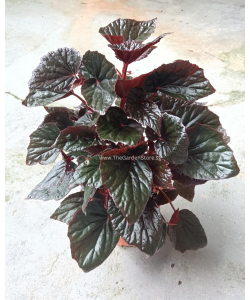 Begonia ‘Burning Bush'