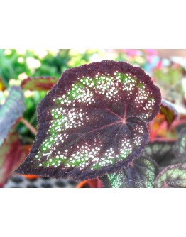 Begonia Rex