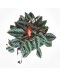Rex Begonia Vine (Cissus Discolor)