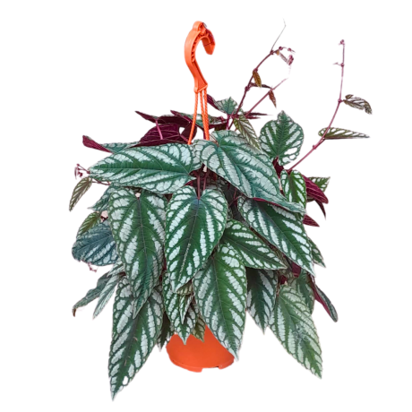 Rex Begonia Vine (Cissus Discolor)