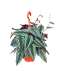 Rex Begonia Vine (Cissus Discolor)