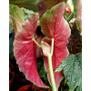 Begonia Maculata Polka dot Plant