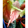 Begonia Maculata Polka dot Plant