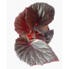 Begonia ‘Burning Bush'