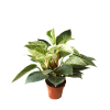 Philodendron Birkin 