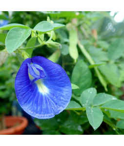Blue Pea Butterfly Pea Clitoria ternatea Potted Plant