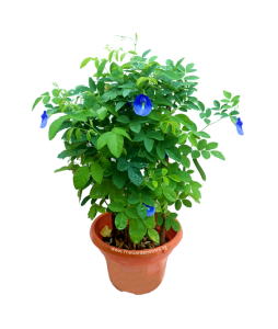 Blue Pea Butterfly Pea Clitoria ternatea Potted Plant