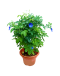 Blue Pea Butterfly Pea Clitoria ternatea Potted Plant